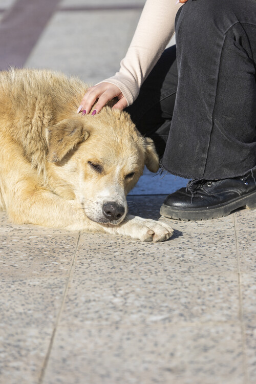 quelqu-animal-compagnie-chien-sans-abri-au-parc-photo-haute-qualite.jpg